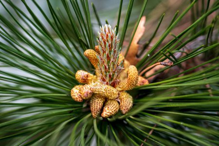 Flowering young pine cones. A pine is any conifer tree or shrub in the genus Pinus.