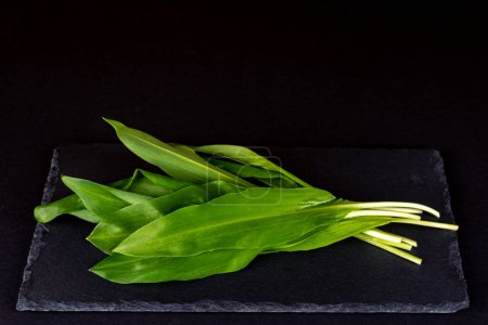 Photo for Wild garlic. Allium ursinum, known as wild garlic, ramsons, cowleekes, cows's leek, cowleek, buckrams, broad-leaved garlic, wood garlic, bear leek, Eurasian wild garlic or bear's garlic. - Royalty Free Image