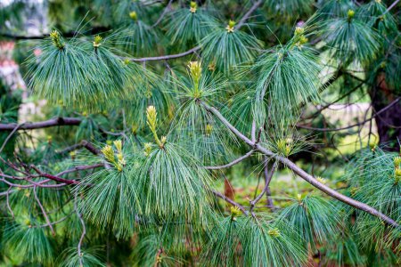 Téléchargez les photos : Pinus wallichiana est un arbre à feuilles persistantes originaire des montagnes Himalaya, Karakoram et Hindu Kush, de l'est de l'Afghanistan à travers le nord du Pakistan et le nord-ouest de l'Inde jusqu'au Yunnan dans le sud-ouest de la Chine.. - en image libre de droit