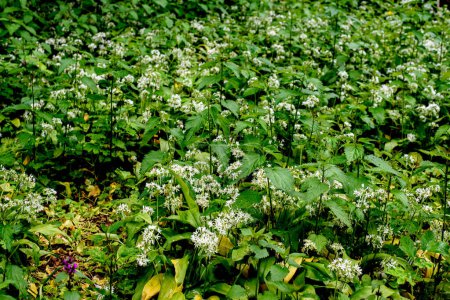 Photo for Wild garlic Allium ursinum carpet in forest ready to harvest. Ramsons or bear's garlic growing in forest in spring. - Royalty Free Image