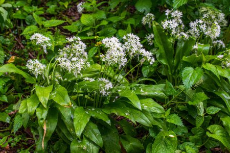 Photo for Wild garlic Allium ursinum carpet in forest ready to harvest. Ramsons or bear's garlic growing in forest in spring. - Royalty Free Image
