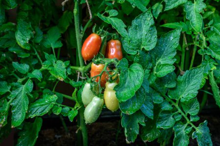 Photo for San marzano tomatoes. Red and green tomatoes. - Royalty Free Image