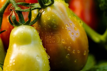 Photo for San marzano tomatoes after rain. Water drops on tomatoes. Macro - Royalty Free Image
