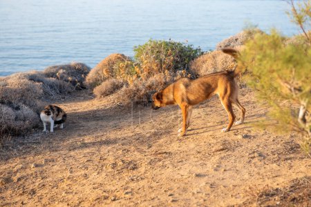Téléchargez les photos : Chien et chat. Un chien errant attaque le chat errant. Crète, Grèce. - en image libre de droit