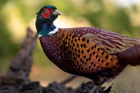 Photo for The common pheasant, Phasianus colchicus, is a bird in the pheasant family, Phasianidae. - Royalty Free Image