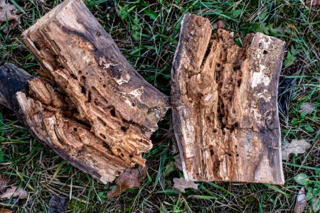 Photo for Tree Trunk Eaten By Insects. Natural old tree texture. Top view of the bark of a tree. Wood surface defects and fibers close up. - Royalty Free Image