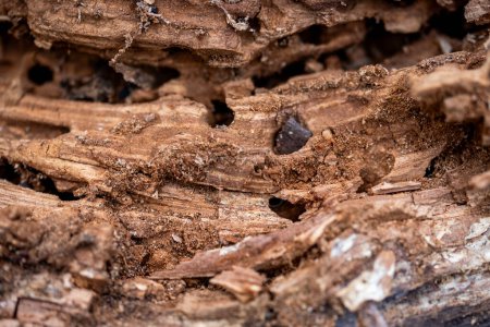 Photo for Tree Trunk Eaten By Insects. Natural old tree texture. Top view of the bark of a tree. Wood surface defects and fibers close up. - Royalty Free Image