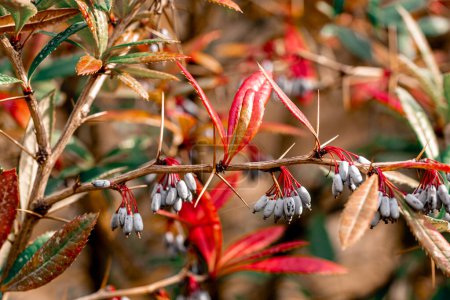 Téléchargez les photos : Berberis julianae au printemps. Feuilles de berbère vertes et rouges. Orge d'hiver ou épine-vinette chinoise. - en image libre de droit