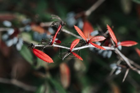 Photo for Berberis julianae in spring. Green and red berberis leaves. Wintergreen barberry or chinese barberry. - Royalty Free Image