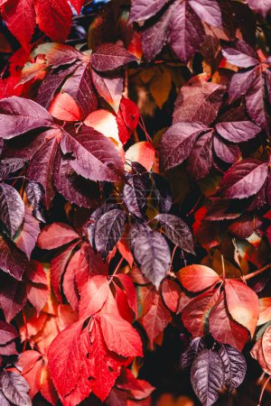 red and yellow leaves of a Virginia creeper Parthenocissus quinquefolia. Parthenocissus is a genus of tendril climbing plants in the grape family, Vitaceae.