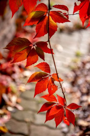 rote und gelbe Blätter einer Virginia-Schlingpflanze Parthenocissus quinquefolia. Parthenocissus ist eine Gattung von Rankengewächsen aus der Familie der Vitaceae.