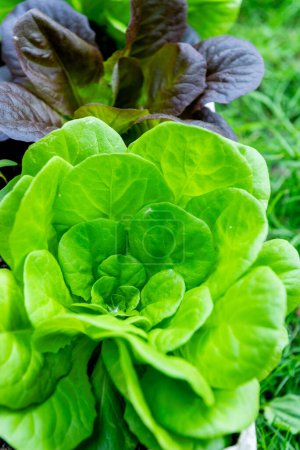 Closeup Fresh organic green leaves lettuce salad plant in garden 