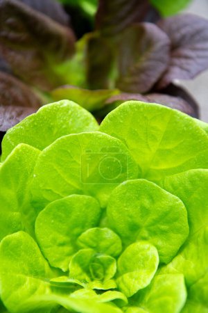 Closeup Fresh organic green leaves lettuce salad plant in garden 