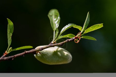 Detail of green almonds on tree, selective focus