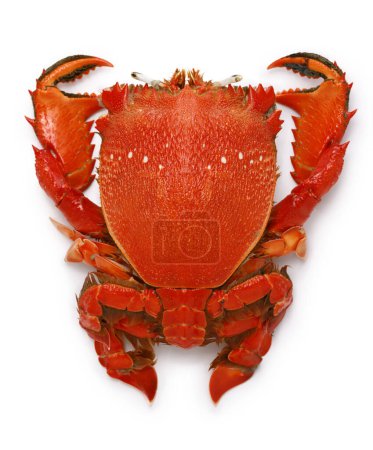 Téléchargez les photos : Clé à molette crabe, grenouille rouge crabe isolé sur fond blanc - en image libre de droit