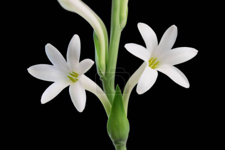 Photo for Tuberose flowers and buds isolated on a black background - Royalty Free Image