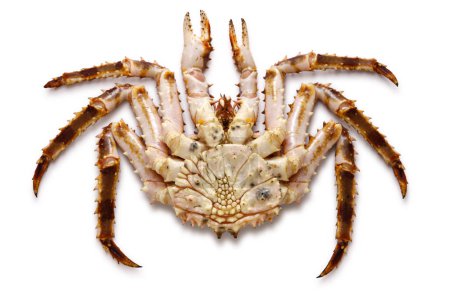 Téléchargez les photos : Ventre de crabe royal rouge vivant isolé sur un fond blanc - en image libre de droit
