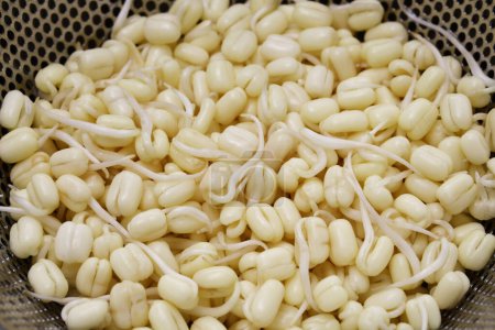 Téléchargez les photos : Germe de haricot court pour nasi rawon fabriqué à partir de haricot mungo. généralement appelé toge ou tauge en Indonésie. - en image libre de droit