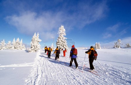Foto de Esquiadores de fondo sobre un fondo de abetos cubiertos de nieve y un cielo azul claro en Noruega, Europa - Imagen libre de derechos