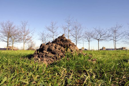 Foto de Montículos de suelo o montículos de topos ciegos de Oriente Medio en un campo de hierba en un parque en los Países Bajos. Las ratas topo son la principal plaga subterránea agrícola. - Imagen libre de derechos