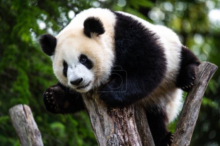 Ein riesiger Pandabär klettert mit lustiger und schöner Geste auf einen Baum 