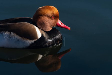 Foto de Un pato macho de cresta roja (Netta rufina) buceando en un estanque durante un día de invierno. - Imagen libre de derechos