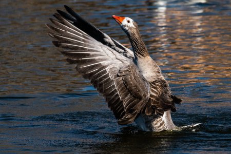 Photo for A Toulouse goose spreading wings in a pond during a winter day. - Royalty Free Image