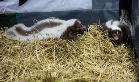 Foto de Skunk de rayas jóvenes (mefitis mephitis) en la granja. - Imagen libre de derechos