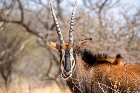 Téléchargez les photos : Antilope de sable au parc national Kruger - en image libre de droit