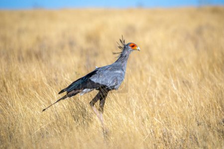 Foto de Secretario pájaro en el Parque Nacional Etosha - Imagen libre de derechos