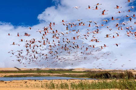 Foto de Flamencos en el paraíso de las aves, bahía de Walvis, namibia - Imagen libre de derechos