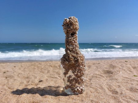 Foto de Botella de vidrio llena de percebes en la playa. Los percebes son un tipo de artrópodo - Imagen libre de derechos