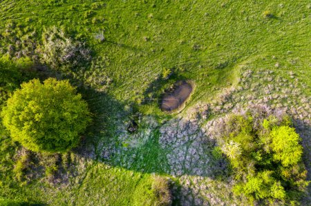 Vista aérea de pastizales verdes con pequeños estanques naturales para búfalos y animales de granja. Transilvania, Rumanía