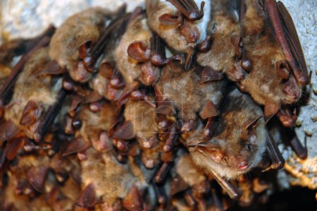 Colony of hanging bats in a cave. These fllying mammals are from the order Chiroptera and are using echolocation to navigate