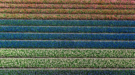 Aerial drone view of bulb fields of tulips and hyacinths in springtime, beautiful spring flowers fields background from above, Lisse, Zuid Holland, Netherlands