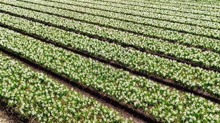 Aerial drone view of bulb fields of hyacinths in springtime, beautiful spring flowers fields background from above, Lisse, Zuid Holland, Netherlands