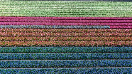 Aerial drone view of bulb fields of tulips and hyacinths in springtime, beautiful spring flowers fields background from above, Lisse, Zuid Holland, Netherlands