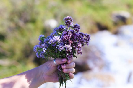 Photo for Bouquet of wild mountain herbs thyme and oregano. Hand with a bouquet on a natural background. - Royalty Free Image