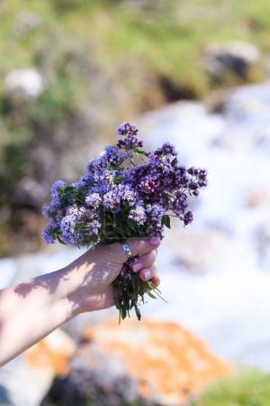 Photo for Bouquet of wild mountain herbs thyme and oregano. Hand with a bouquet on a natural background. - Royalty Free Image