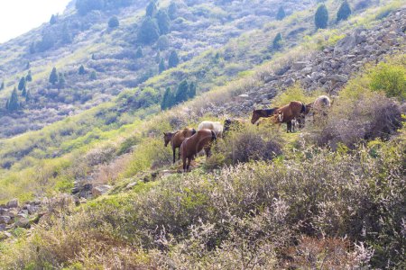 Foto de Caballos en las montañas pastan en una pendiente empinada. Naturaleza y pastos en las tierras altas rurales - Imagen libre de derechos