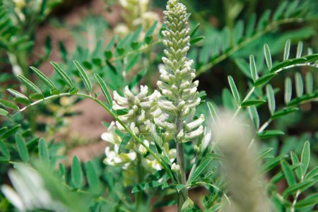 Astragalus close-up. Also called milk vetch, goat's-thorn or vine-like. Spring green background.