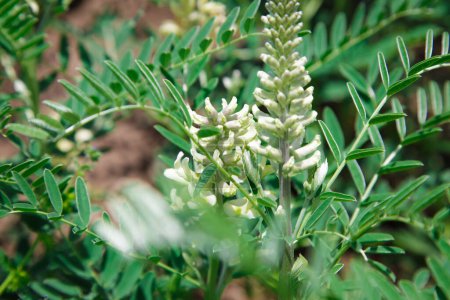 Photo for Astragalus close-up. Also called milk vetch, goat's-thorn or vine-like. Spring green background. - Royalty Free Image