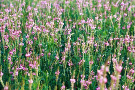 Photo for Field of pink flowers Sainfoin, Onobrychis viciifolia. Honey plant. Background of wildflowers. Blooming wild flowers of sainfoin or holy clover - Royalty Free Image