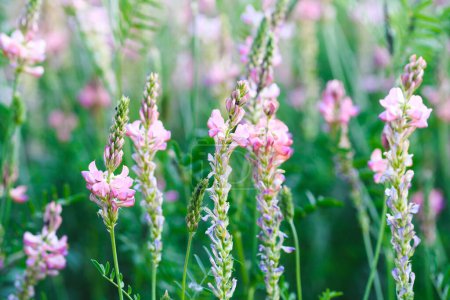Campo de flores rosadas Sainfoin, Onobrychis viciifolia. Planta de miel. Fondo de flores silvestres. Flores silvestres florecientes de sainfoin o trébol sagrado