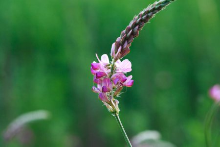 Close-up of a common sainfoin onobrychis viciifolia flower in bloom. Honey flower. Beautiful pink wild flower.