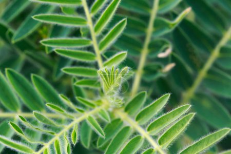 Photo for Astragalus close-up. Also called milk vetch, goat's-thorn or vine-like. Spring green background. Wild plant. - Royalty Free Image