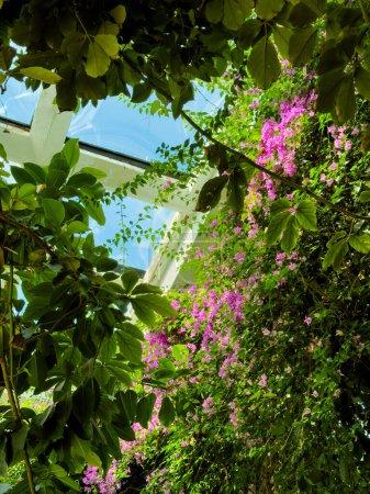 Winter garden window with blooming Bougainvillea and blue sky.