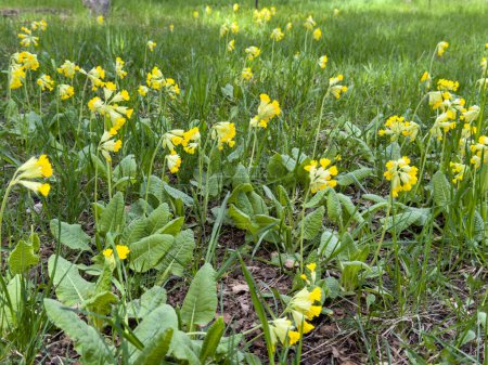 first flowers, Primula against a background of green leaves. spring flowers.