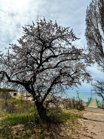 Spring flowers on a background of water, apricot blossoms. Kyrgyzstan