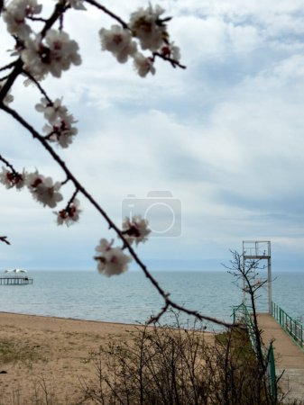 Spring flowers on a background of water, apricot blossoms. Kyrgyzstan
